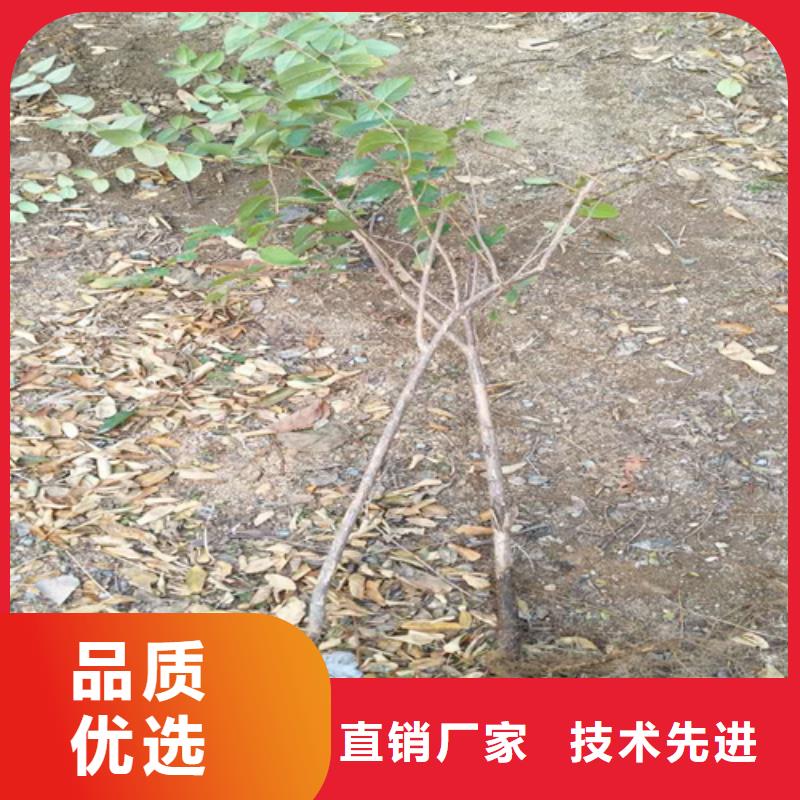 相思果苗种植技术实力见证