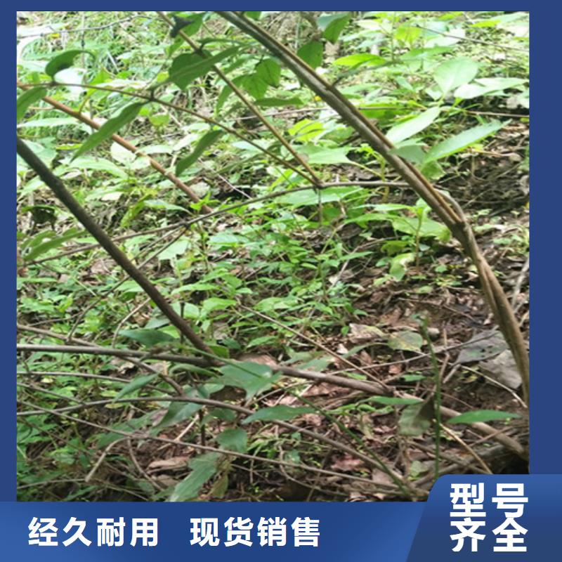 健身果苗适合种植地区N年大品牌