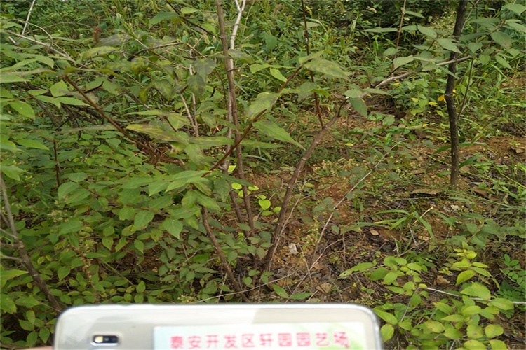 杈杷果苗种植基地同城货源