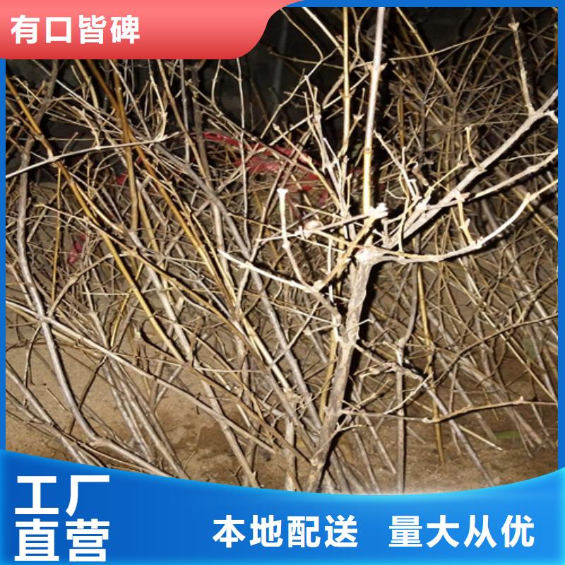 杈杷果树苗种植基地附近货源