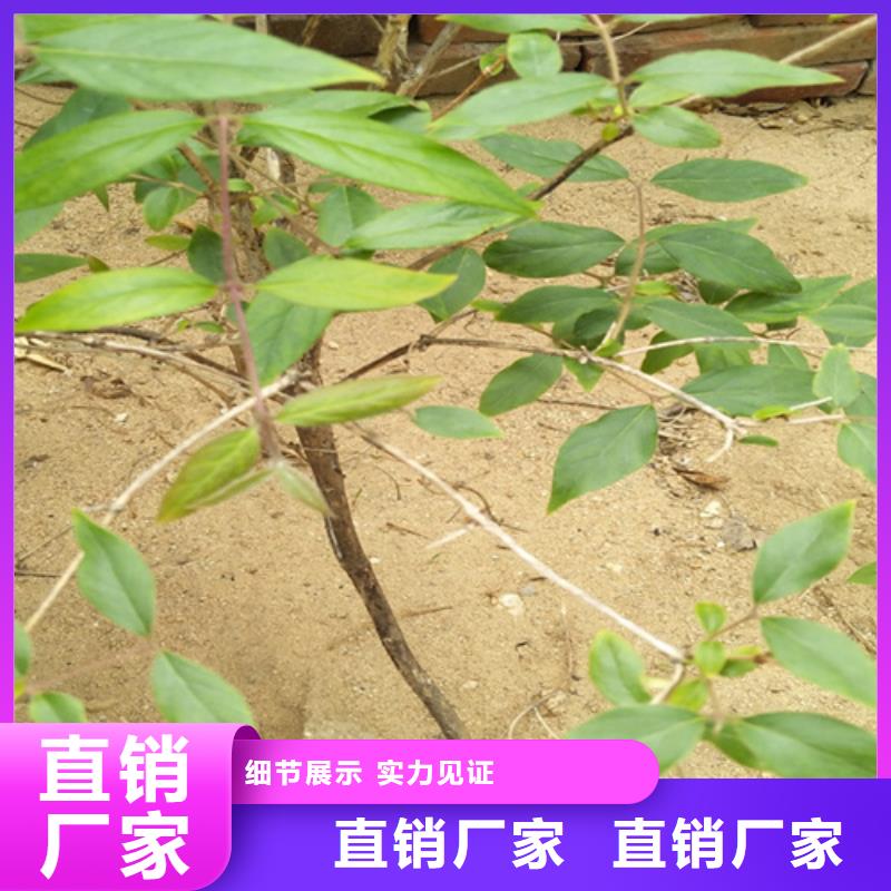 健身果苗适合种植地区应用范围广泛