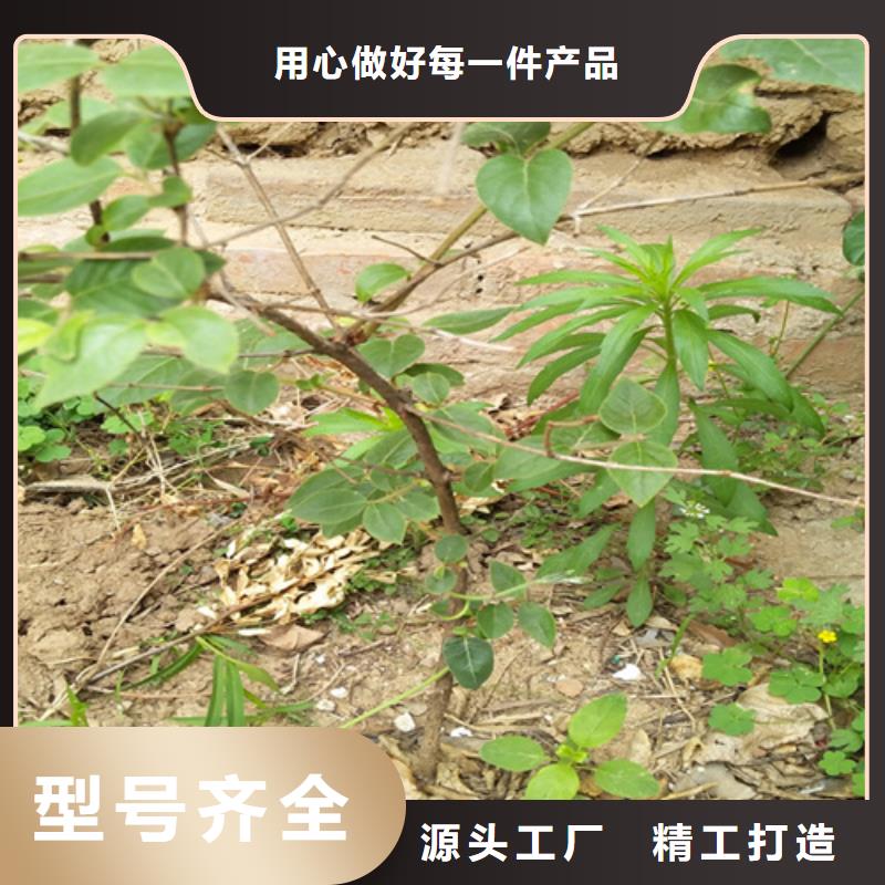 杈杷果苹果苗以质量求生存同城制造商