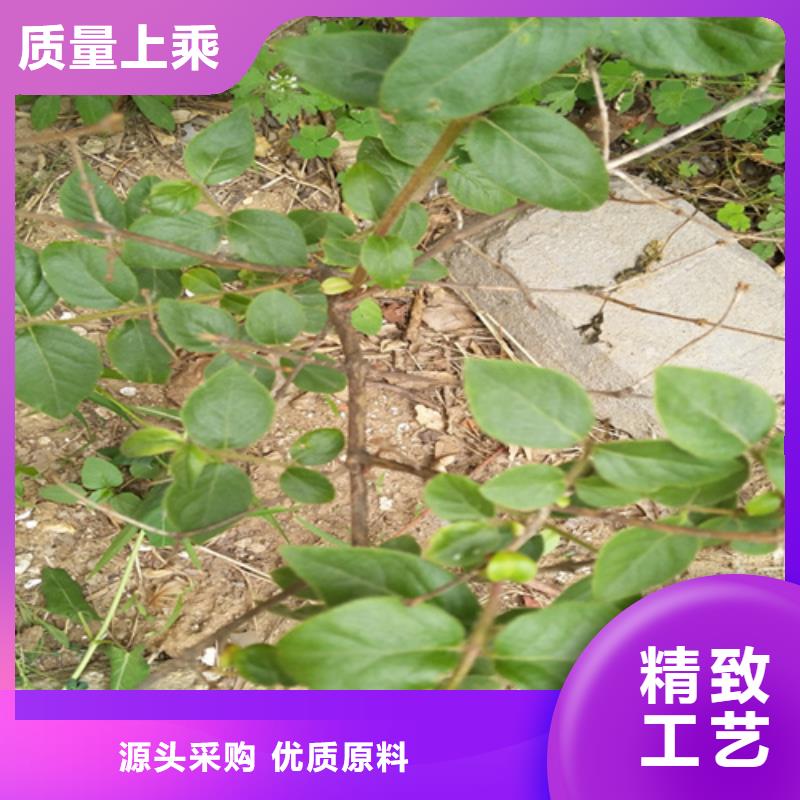 健身果苗种植技术主推产品