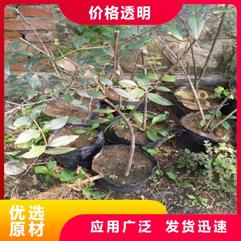 相思果苗适合种植地区详细参数