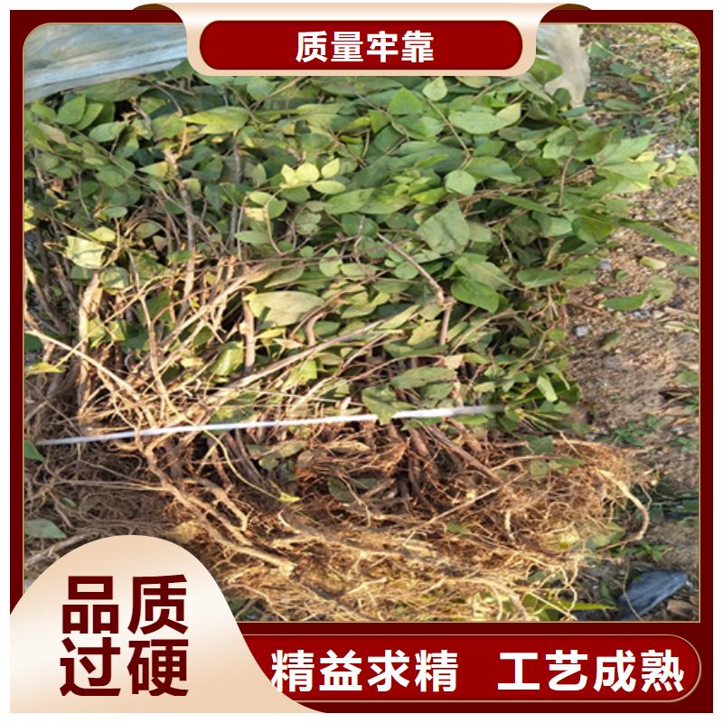 随州鸳鸯果苗量多优惠