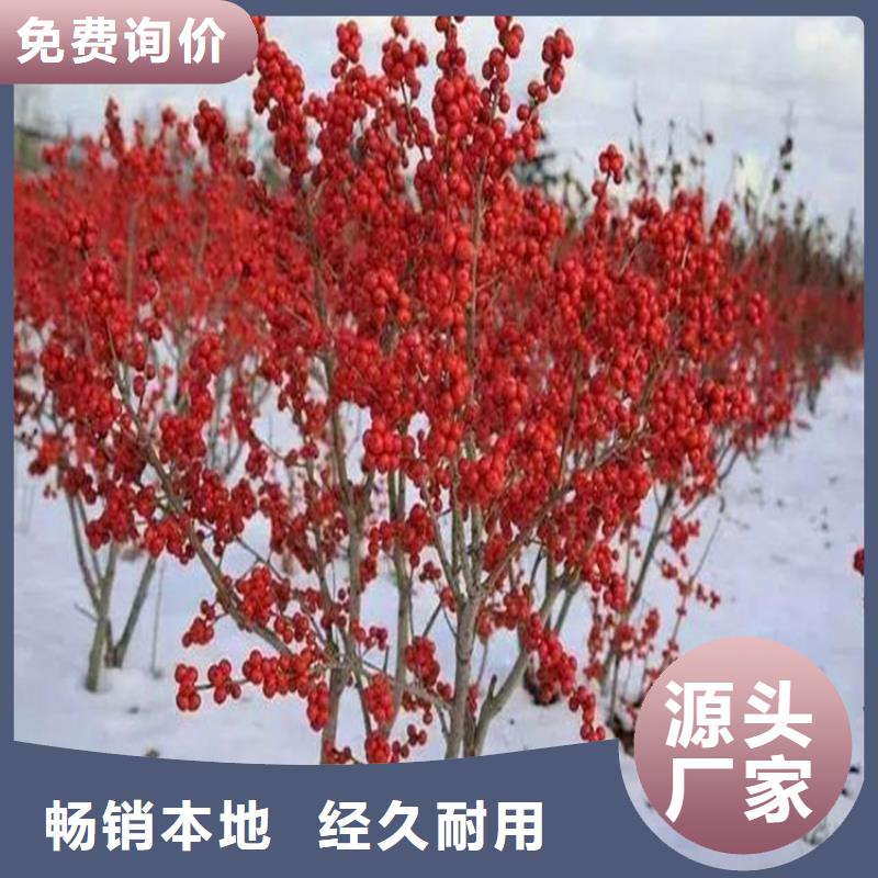 【北美冬青】蓝莓苗厂家直销海量库存