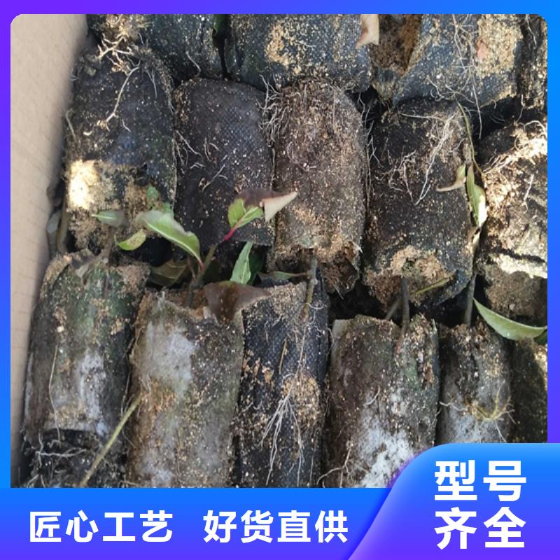 【北美冬青猕猴桃苗使用方法】通过国家检测