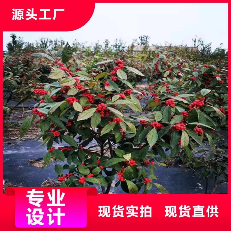 北美冬青-无花果苗支持定制加工多种场景适用