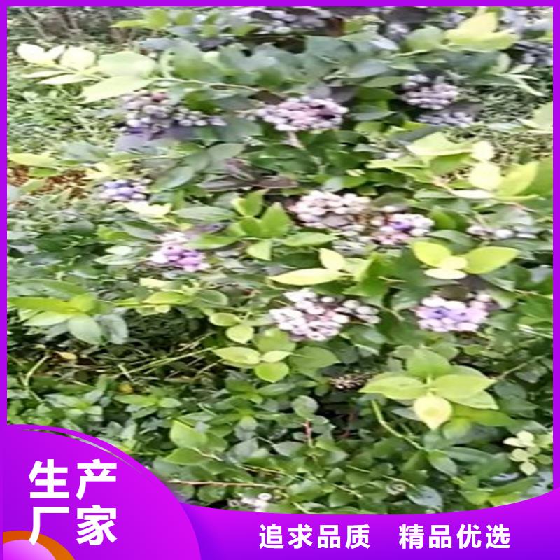 蓝莓苗无花果苗满足客户所需实时报价