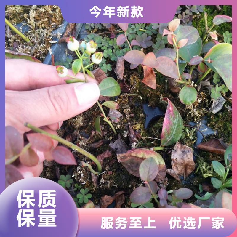 蓝莓苗-草莓苗经销商订制批发