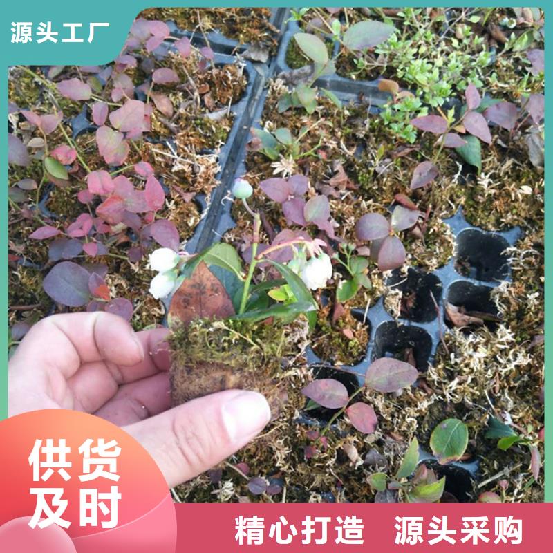 结果蓝莓树育苗基地一站式采购商家