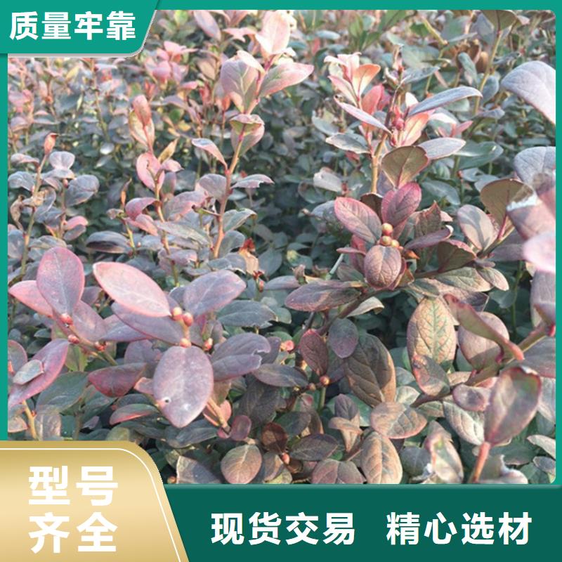 蓝莓苗种植管理技术免费安装