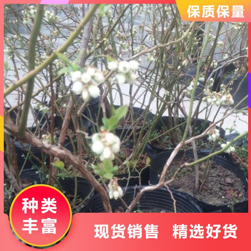 露天蓝莓苗适合种植地区真材实料加工定制