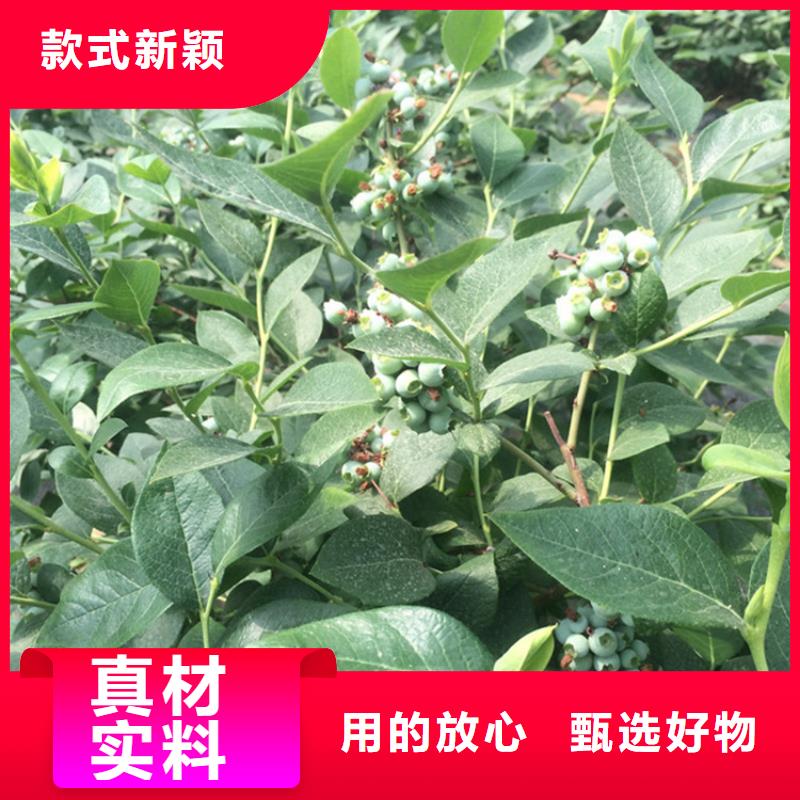 结果蓝莓树大棚种植多种规格供您选择