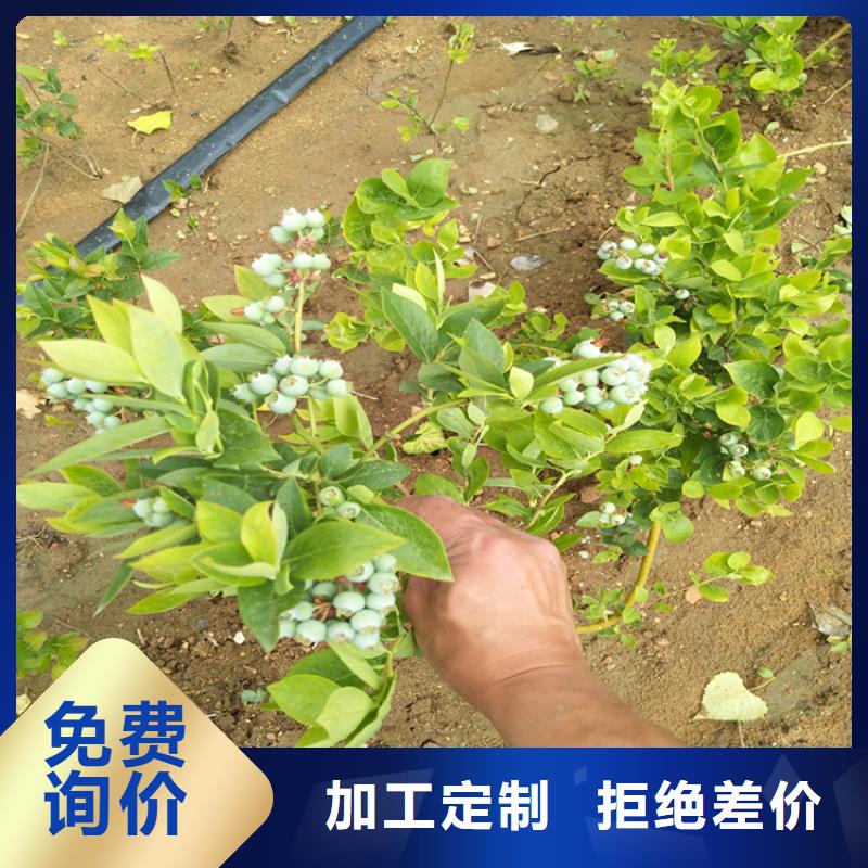 【蓝莓苗】桃树苗规格型号全当地经销商