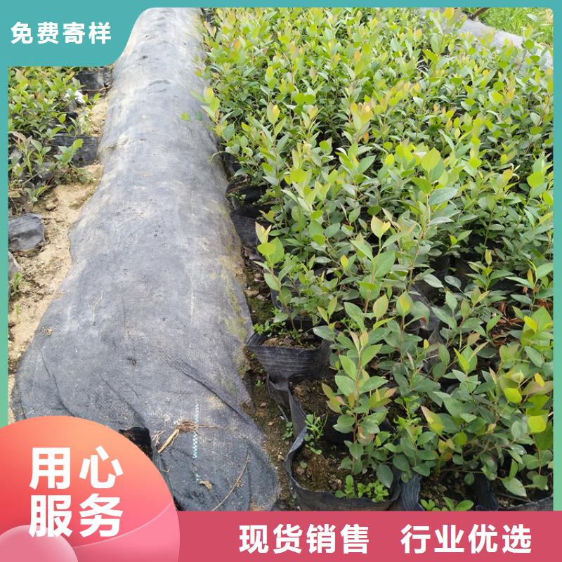 云雀蓝莓苗实力厂家当地厂家