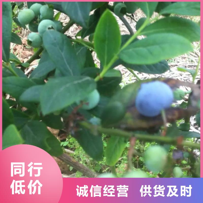 【蓝莓苗桃树苗厂家销售】当地供应商