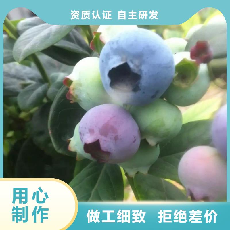 蓝莓苗板栗苗品牌大厂家同城货源