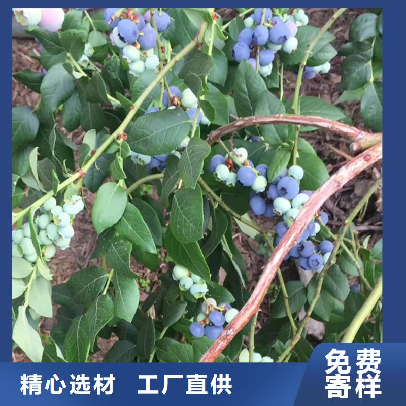 组培蓝莓苗怎么卖多种规格供您选择