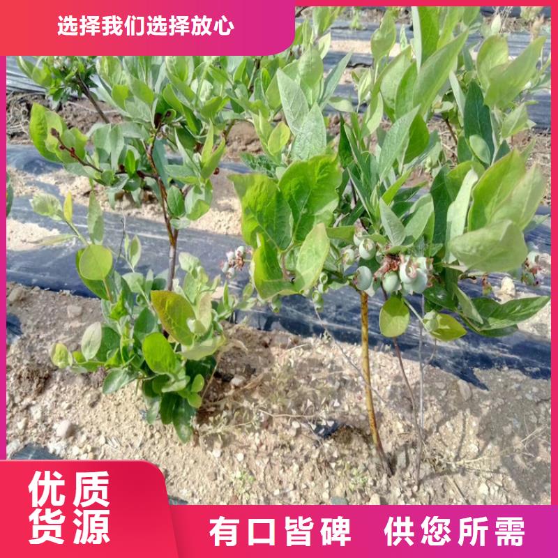 蓝莓苗,【猕猴桃苗】按需定制真材实料附近经销商