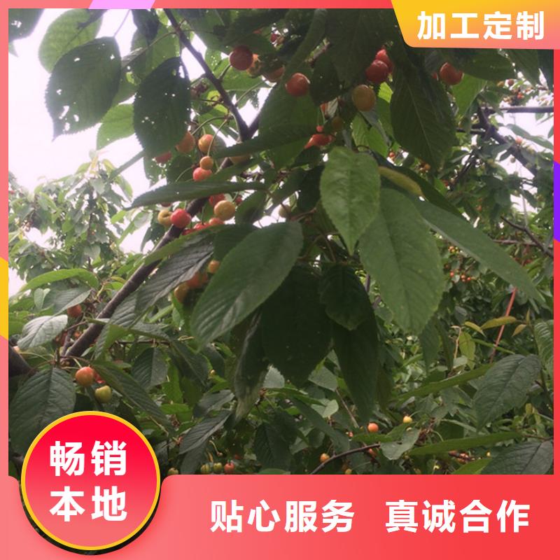 矮化吉塞拉大樱桃苗基地为您精心挑选