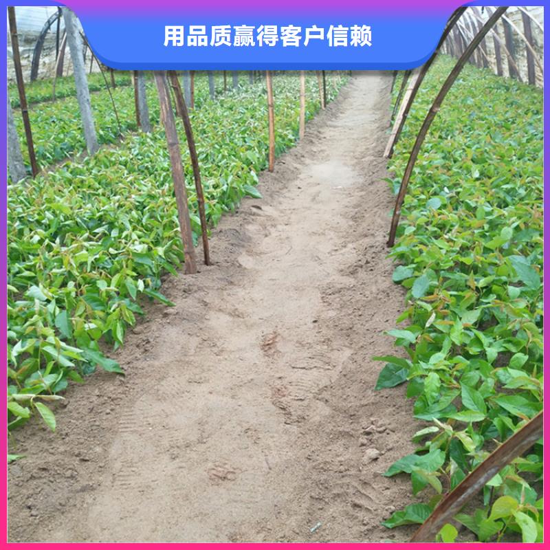 矮化车厘子树苗适合种植地区研发生产销售