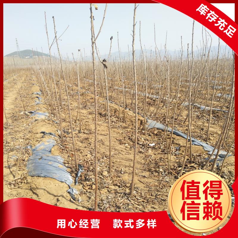 车厘子种植技术信誉有保证