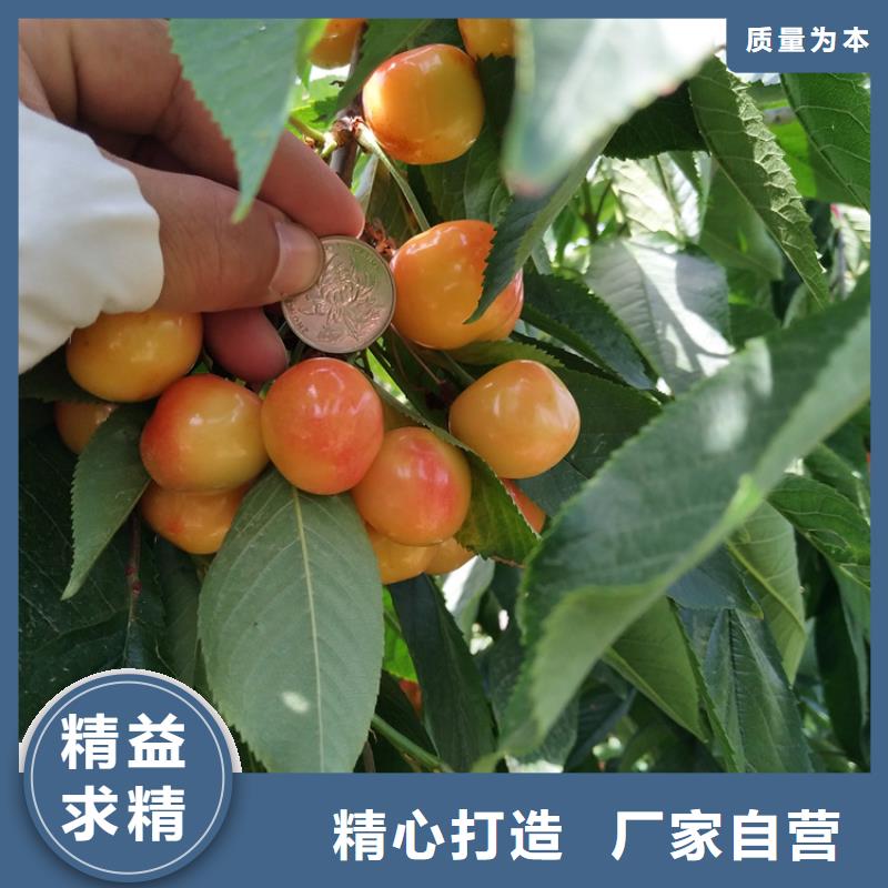 矮化大樱桃树苗种植管理技术多年实力厂家