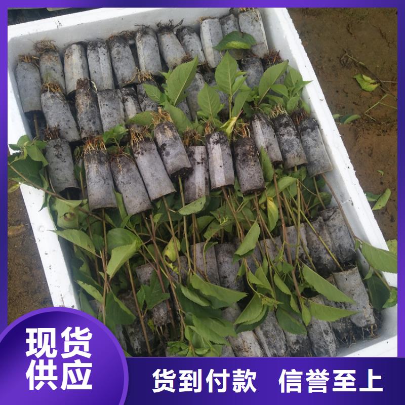 矮化大樱桃树苗种植基地严选用料