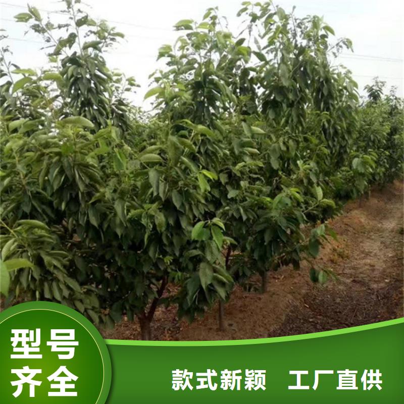 矮化车厘子苗种植管理技术实力厂家直销