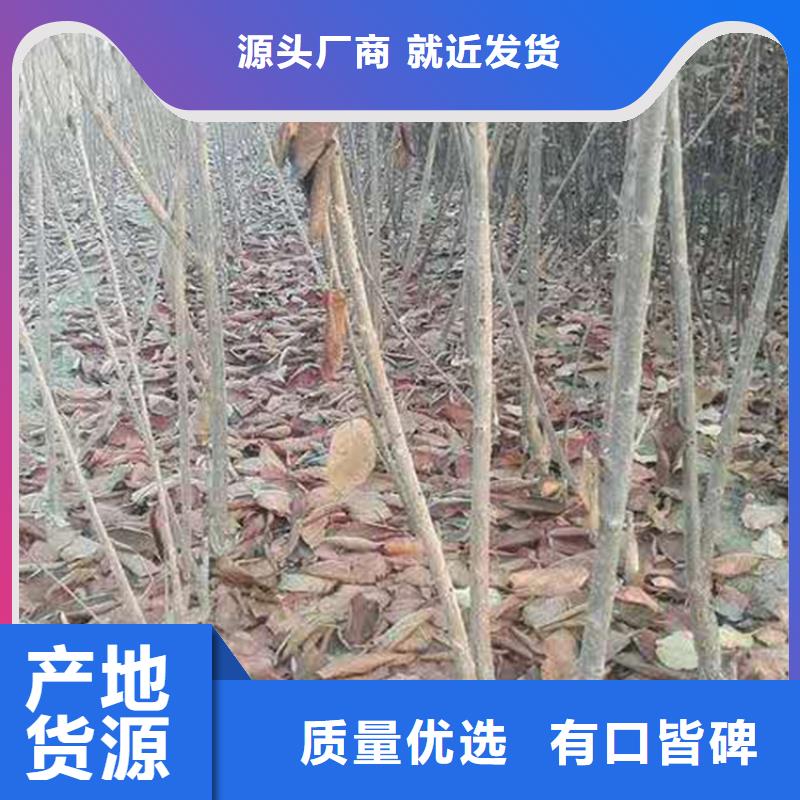 大樱桃树苗基地买的放心