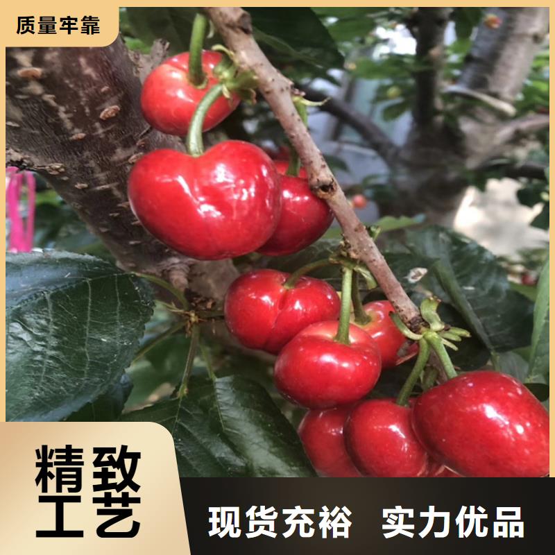 矮化吉塞拉大樱桃苗种植技术大厂家实力看得见