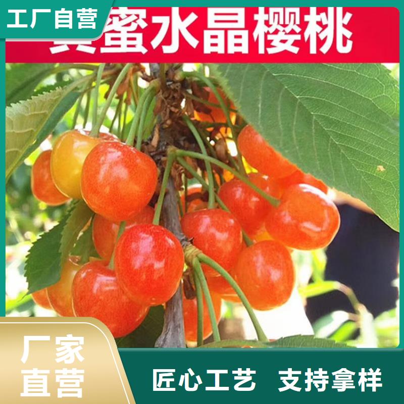 车厘子种植管理技术专注质量