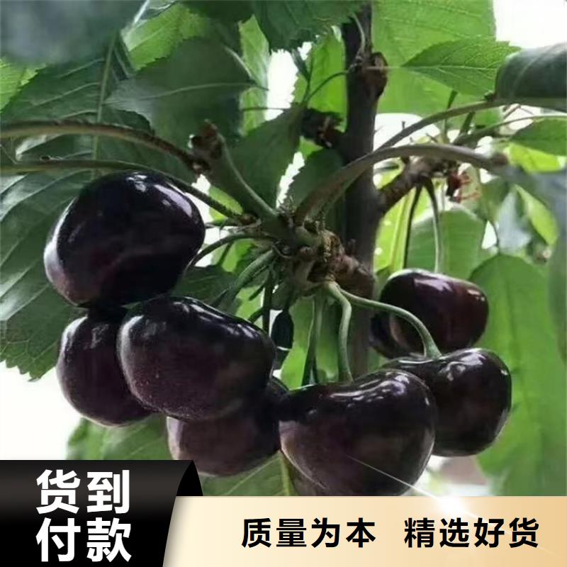 矮化车厘子苗产量多少同城货源