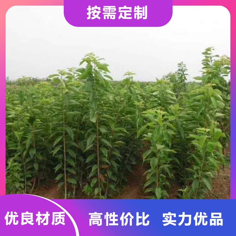 矮化吉塞拉大樱桃苗种植技术多种优势放心选择