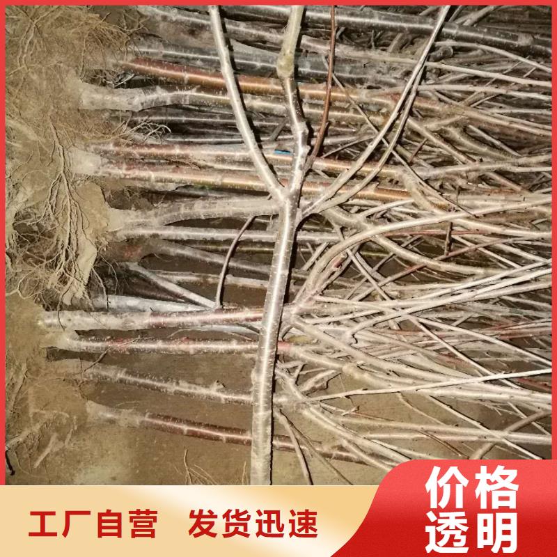 一根棍樱桃树苗适合种植地区应用广泛