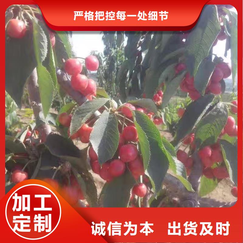 樱桃无花果苗价格低同城公司