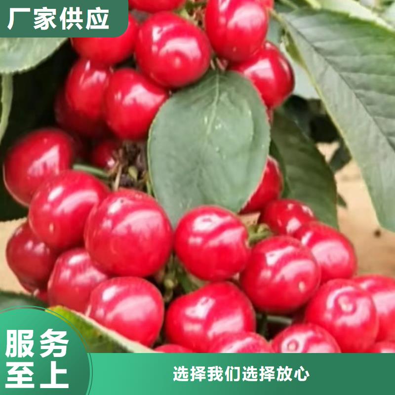 车厘子种植管理技术厂家经验丰富