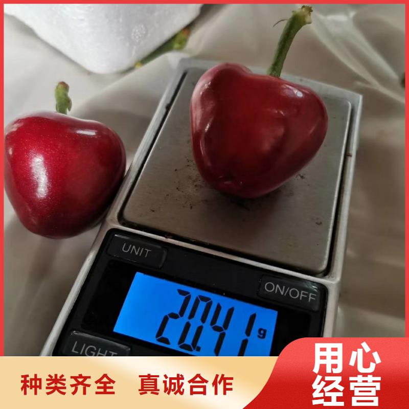 大樱桃苗种植管理技术专注细节使用放心