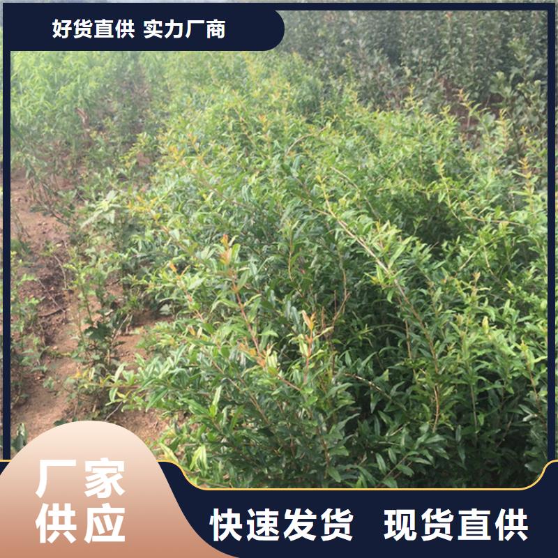 石榴树适合种植地区定金锁价