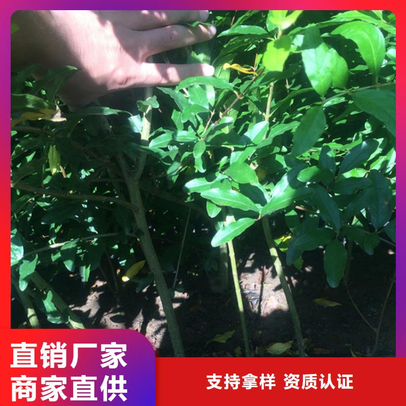 黑籽石榴苗免费咨询质量优选