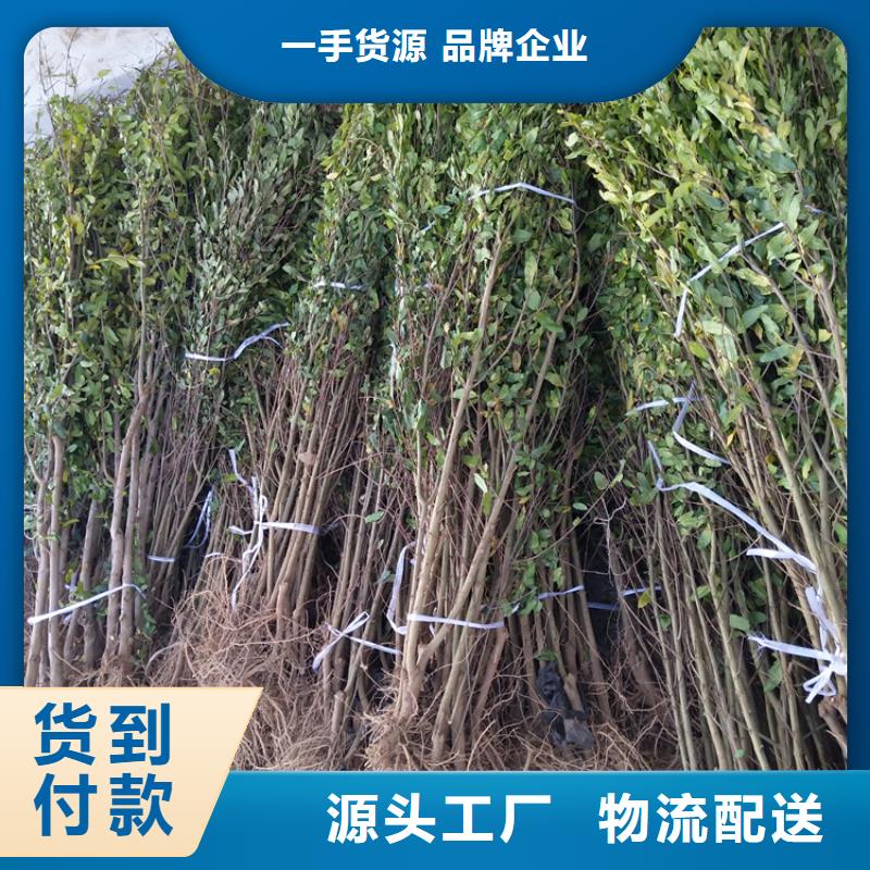 黑籽石榴苗种植管理技术同城供应商