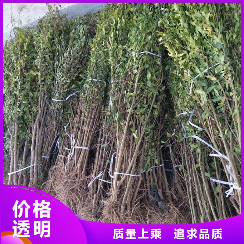 甜籽石榴树苗适合种植地区附近经销商