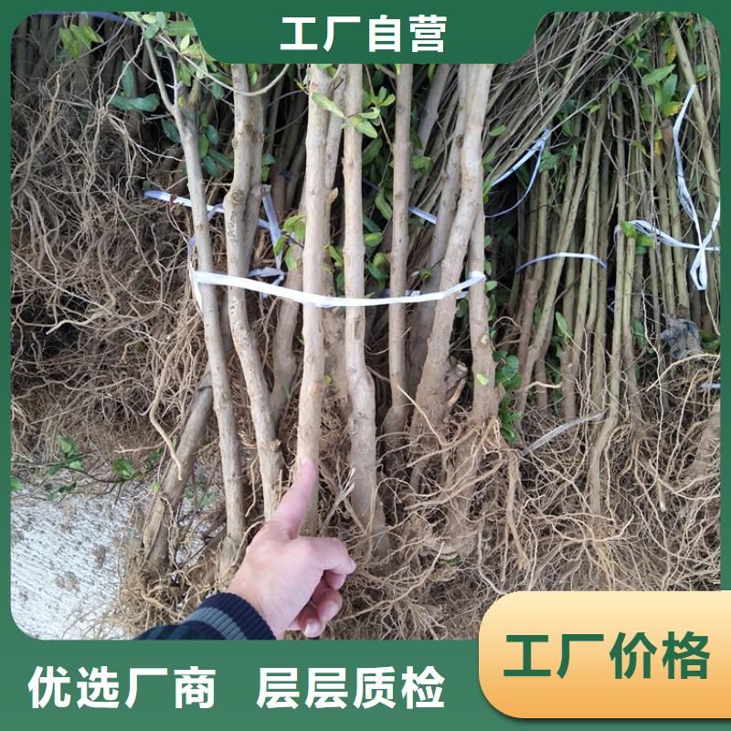 软籽石榴苗露天种植本地品牌