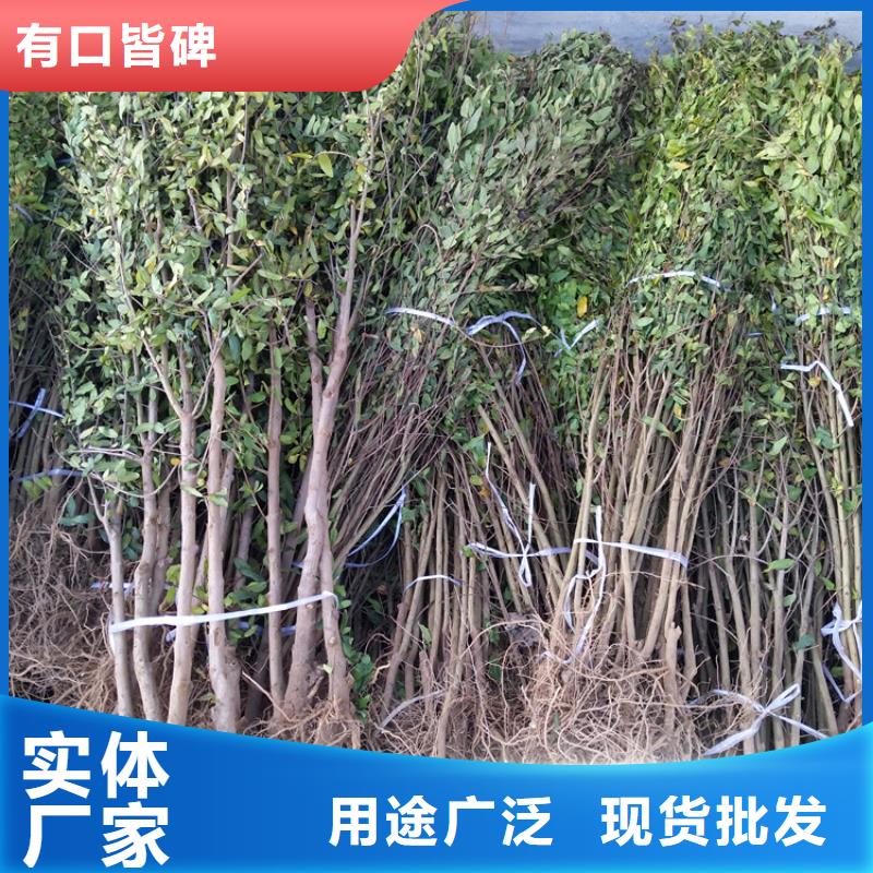 石榴草莓苗标准工艺品种全