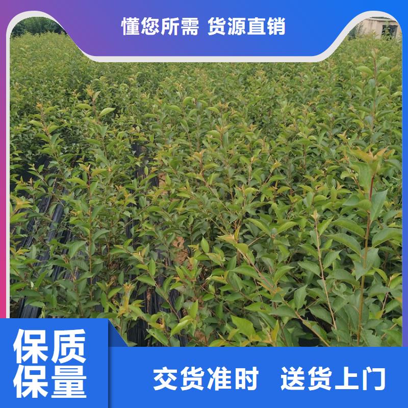 软籽石榴苗种植技术当地生产商