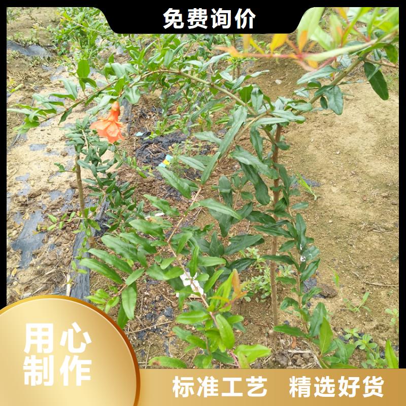 黑籽石榴树苗大棚种植设计合理