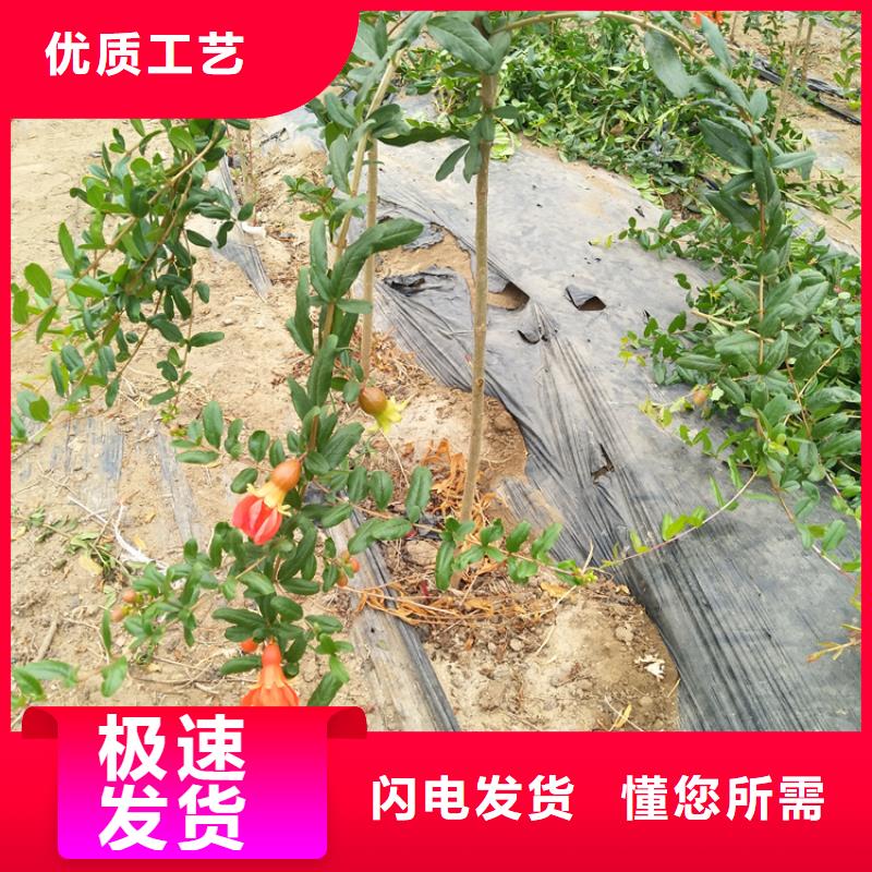 黑籽石榴苗育苗基地附近货源