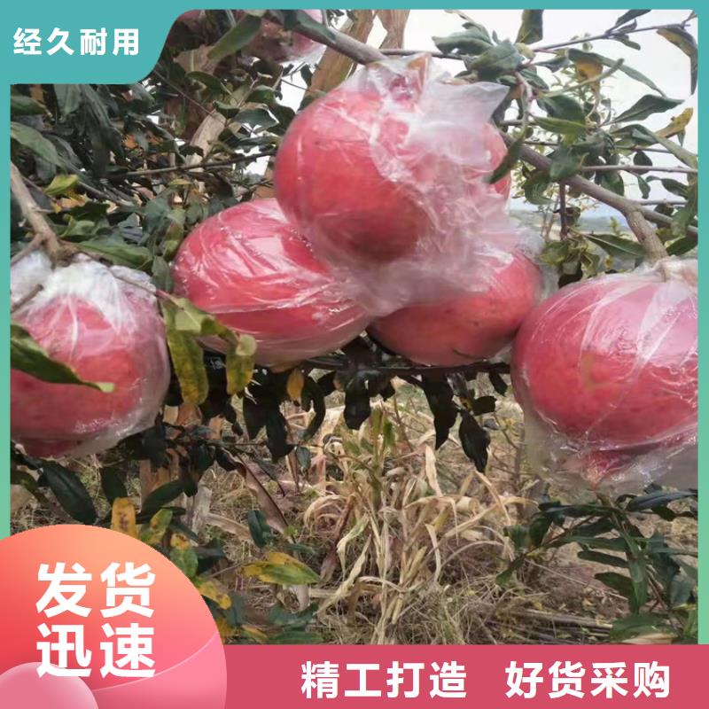 石榴梨树苗一站式采购品牌大厂家