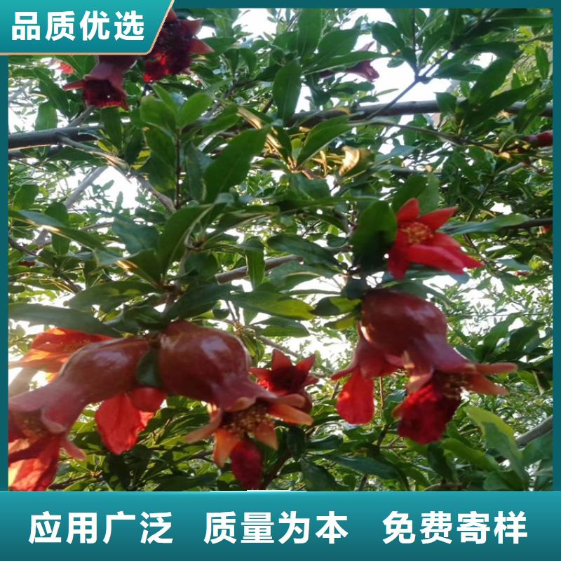 黑籽石榴苗适合种植地区工厂自营